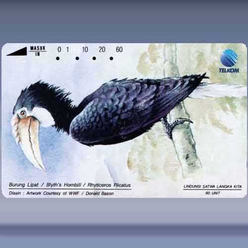 Blyth's Hornbill